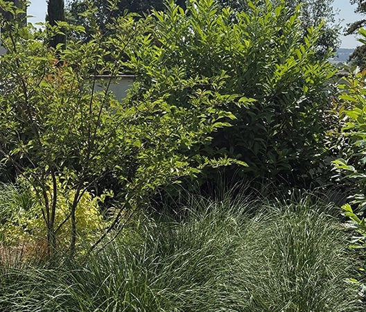 amenagements vegetaux 22
