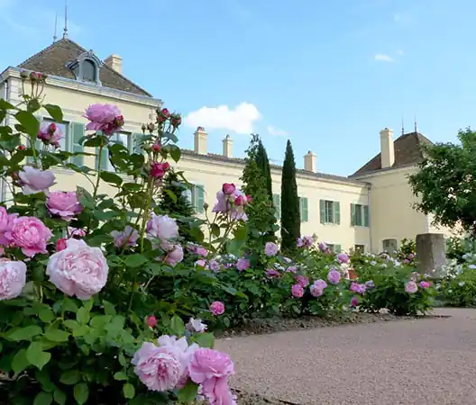 Photo Création d'une roseraie en Bourgogne du Sud