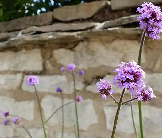 Photo Végétalisation de jardins