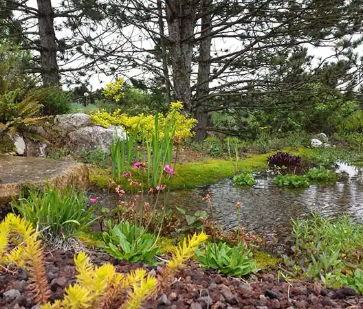 Photo Plantation de végétaux aquatiques