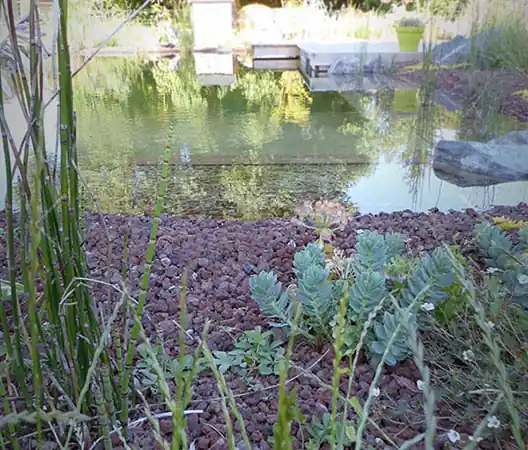 Photo Lagune et végétaux aquatiques