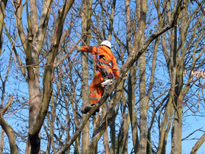 Elagage des arbres à Dijon