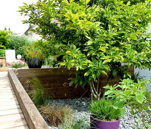 jardin avec terrasse en bois 4