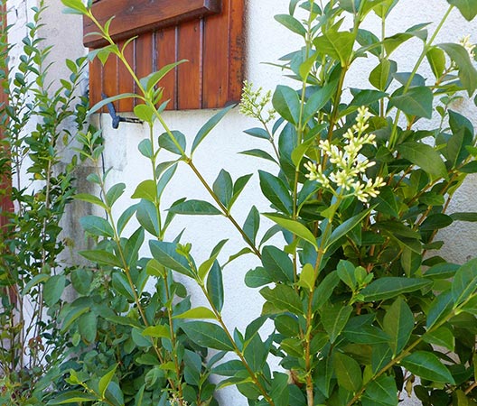 Transformation d'une cour de jardin avec piscine 20