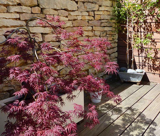 Terrasse jardin photo 14