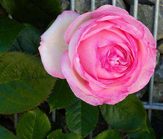 un jardin sur les hauteurs de Dijon  photo 6