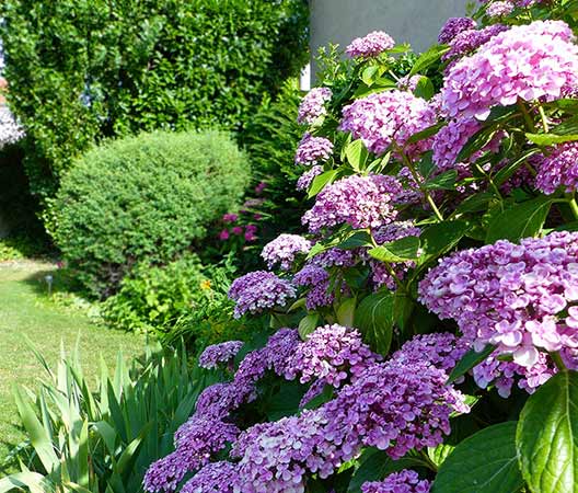 un jardin au cœur de Dijon 5