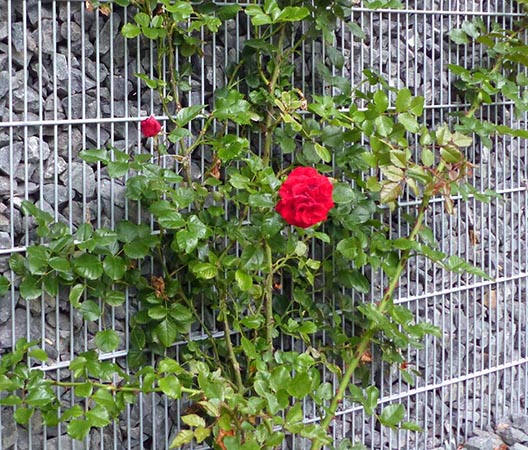 Jardin aménagement en Côte-d’Or 15