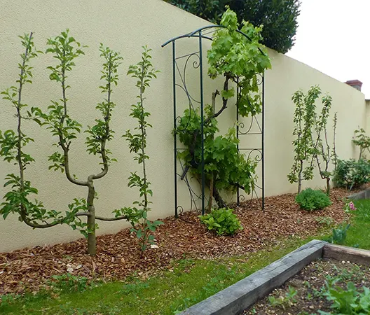 Plantation de fruitiers palissés paillage BRF et vigne grimpante