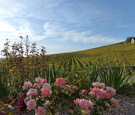 Jardin Bourguignon 1