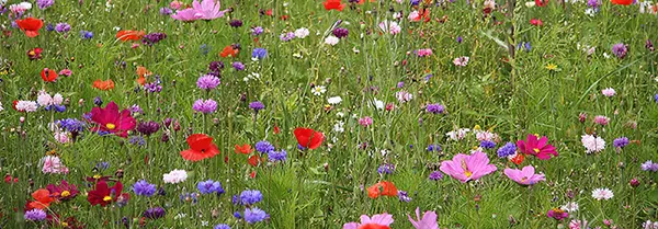 Stop Pesticides en Bourgogne