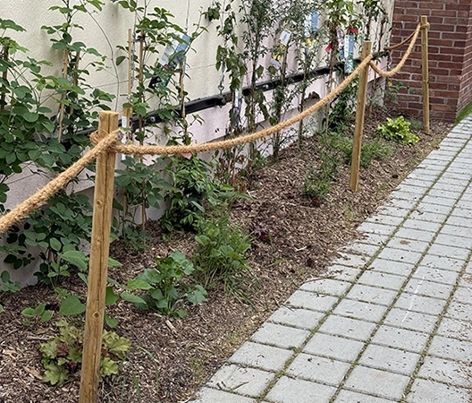 Plantes grimpantes