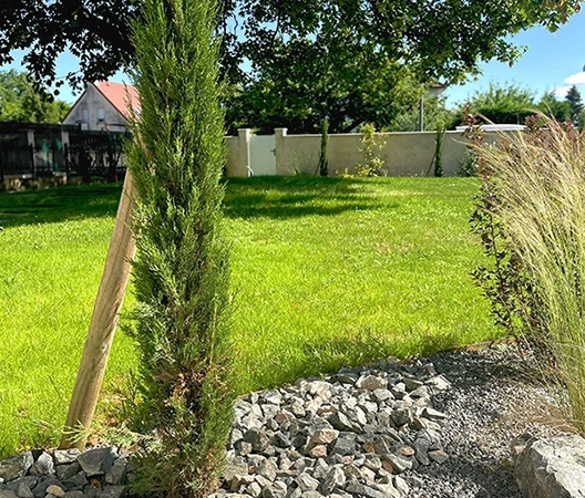conifère tuteuré dans paillage minéral